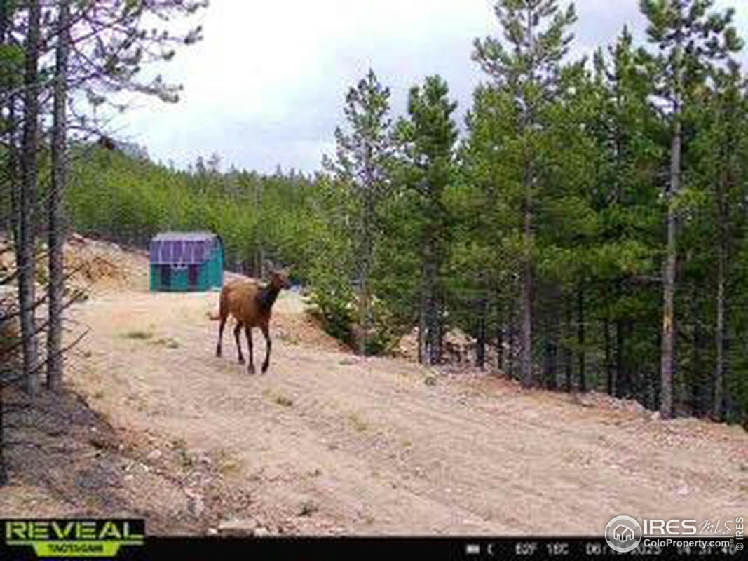 296 FLATHEAD DR, RED FEATHER LAKES, CO 80545, photo 1 of 39
